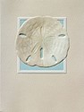 Sand Dollar