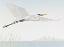 Blue Heron