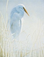 Snowy Egret