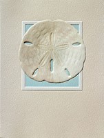 Sand Dollar