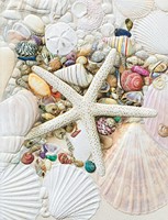 Shell Collection