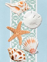 Serene Shells