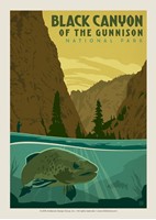 Black Canyon of the Gunnison NP Trout Postcard