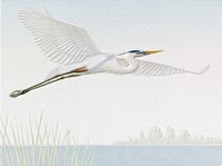 Blue Heron