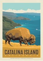Catalina Bison Postcard
